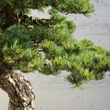bonsai(1)