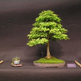 bonsai(11)