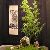 bonsai(12)