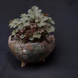 bonsai(18)