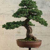 bonsai(20)
