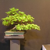 bonsai(40)