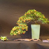 bonsai(44)