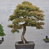 bonsai(46)