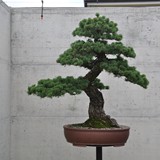bonsai(48)