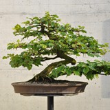 bonsai(49)