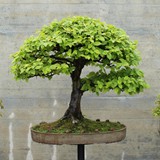 bonsai(53)