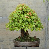 bonsai(54)