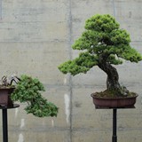bonsai(55)