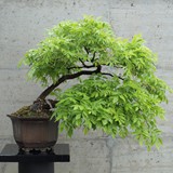 bonsai(56)