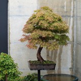 bonsai(57)