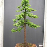 bonsai(62)