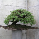 bonsai(63)