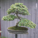 bonsai(7)