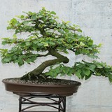 bonsai(70)