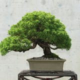 bonsai(71)