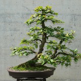 bonsai(72)