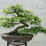 bonsai(73)