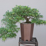 bonsai(74)