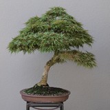 bonsai(75)