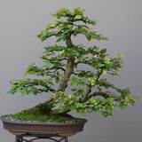 bonsai(76)