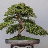 bonsai(78)