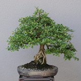 bonsai(79)