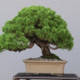 bonsai(80)