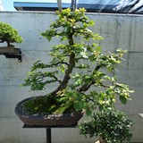 bonsai(82)